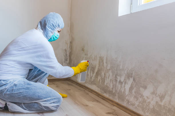 Licensed Mold Remediation service in Hickory Corners, MI - WQB Mold Removal